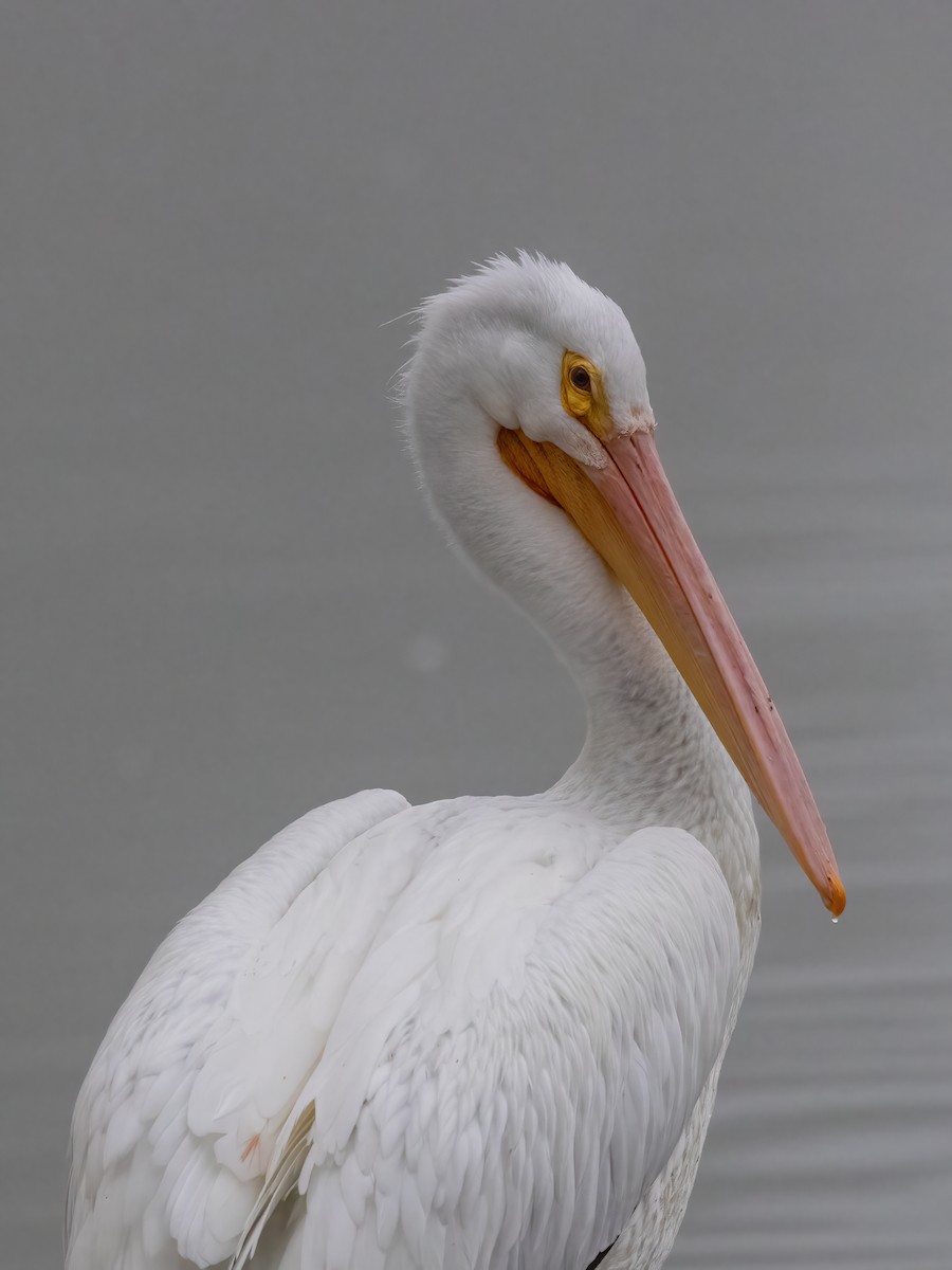 American White Pelican - ML645049585