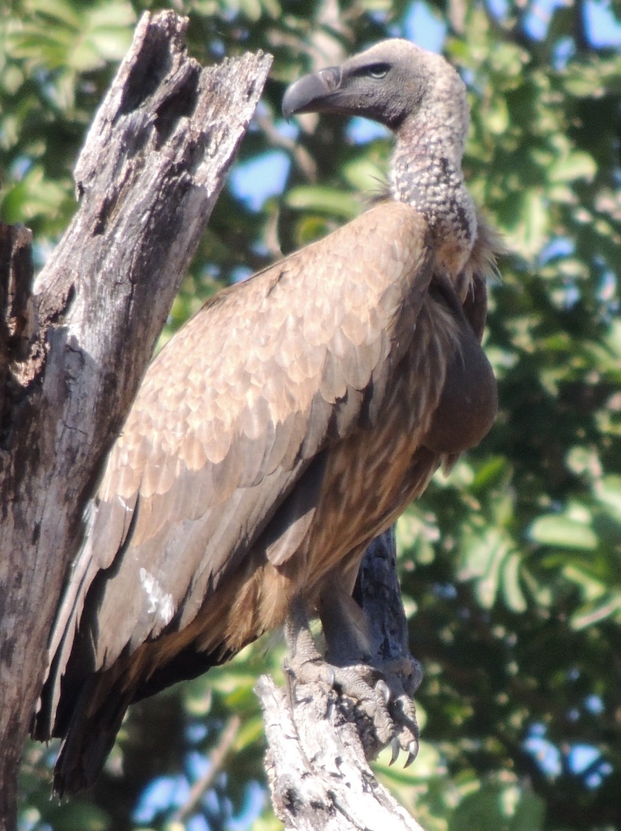 White-backed Vulture - ML645049591