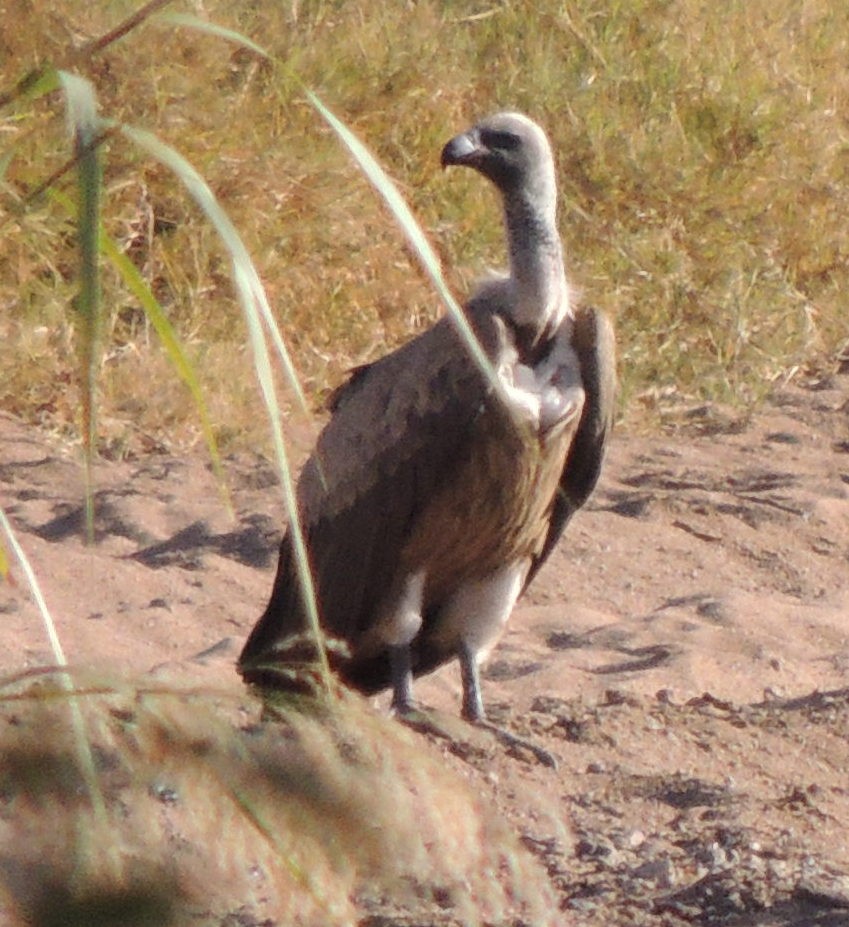 White-backed Vulture - ML645049592