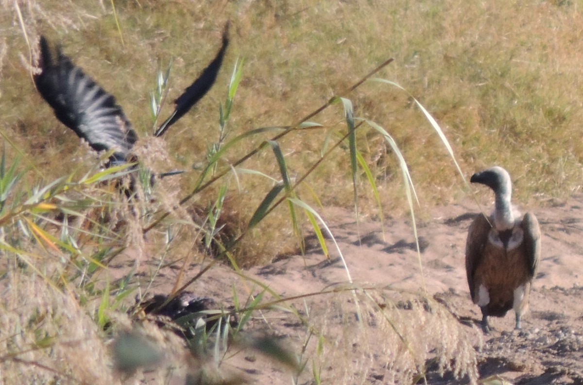 White-backed Vulture - ML645049593