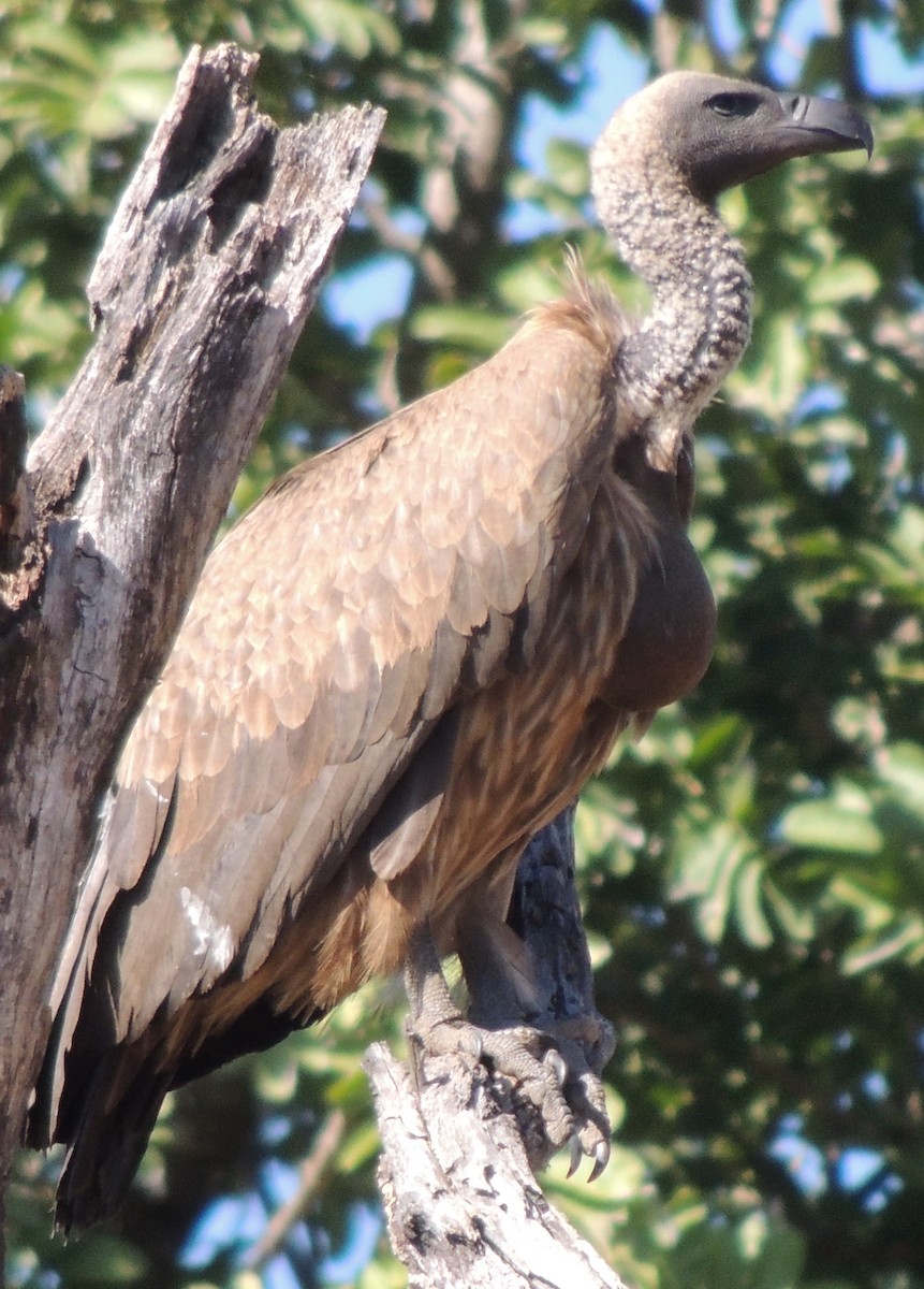 White-backed Vulture - ML645049594