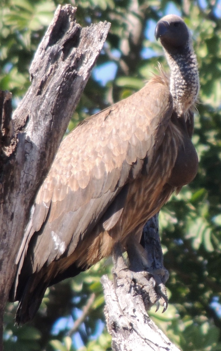 White-backed Vulture - ML645049595