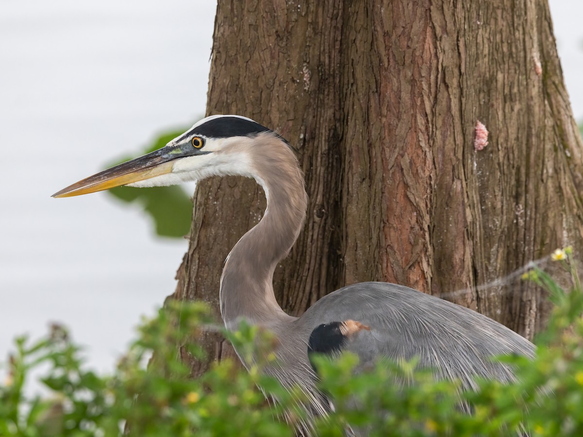 Great Blue Heron - ML645049597