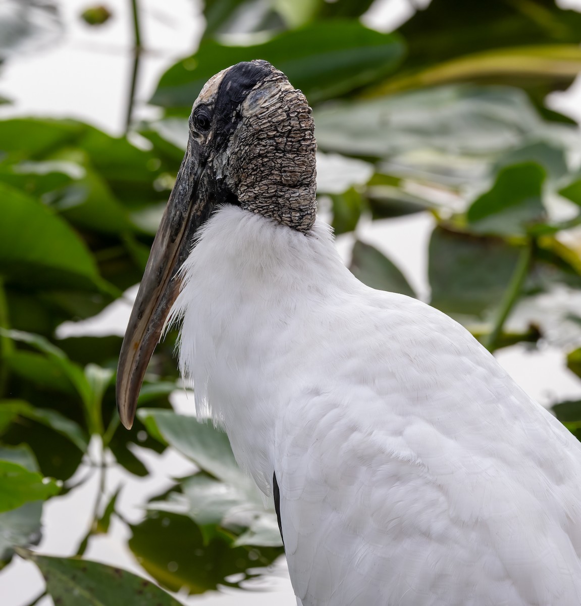 Wood Stork - ML645049604