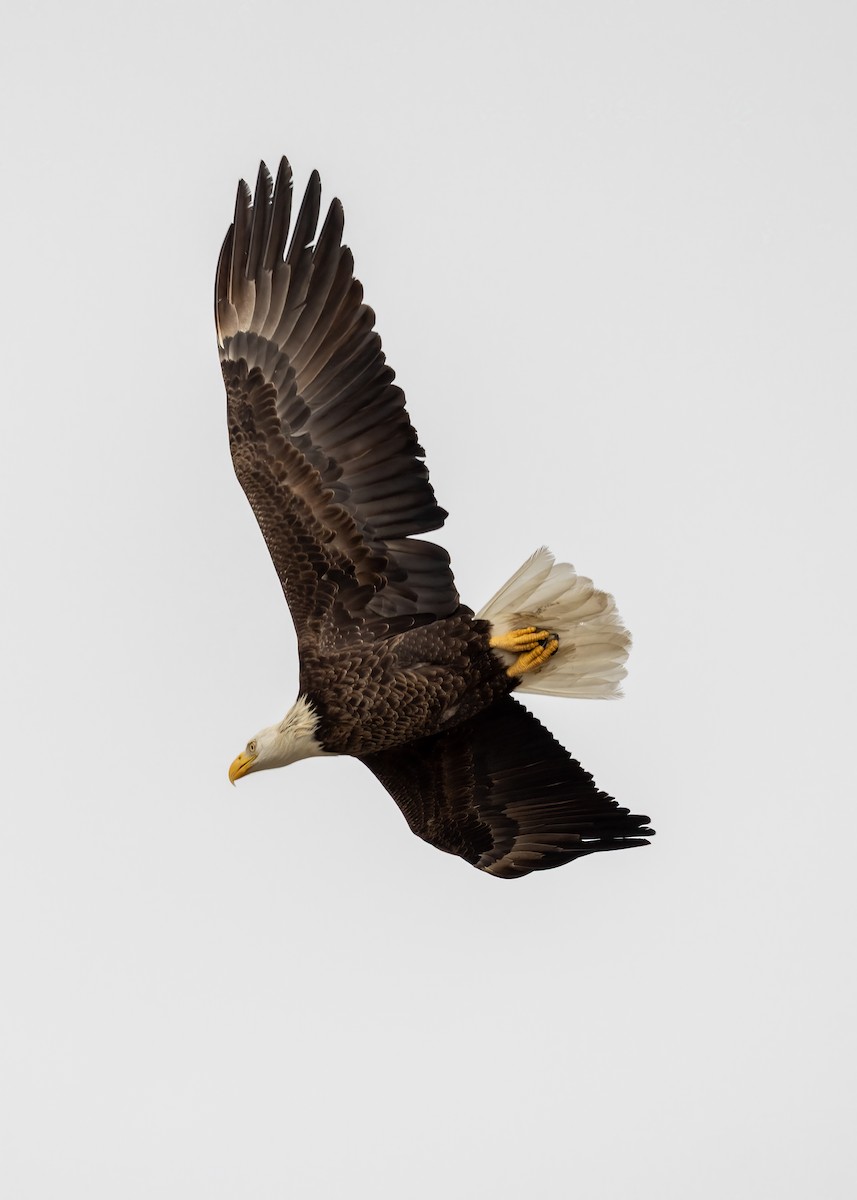 Bald Eagle - ML645049611