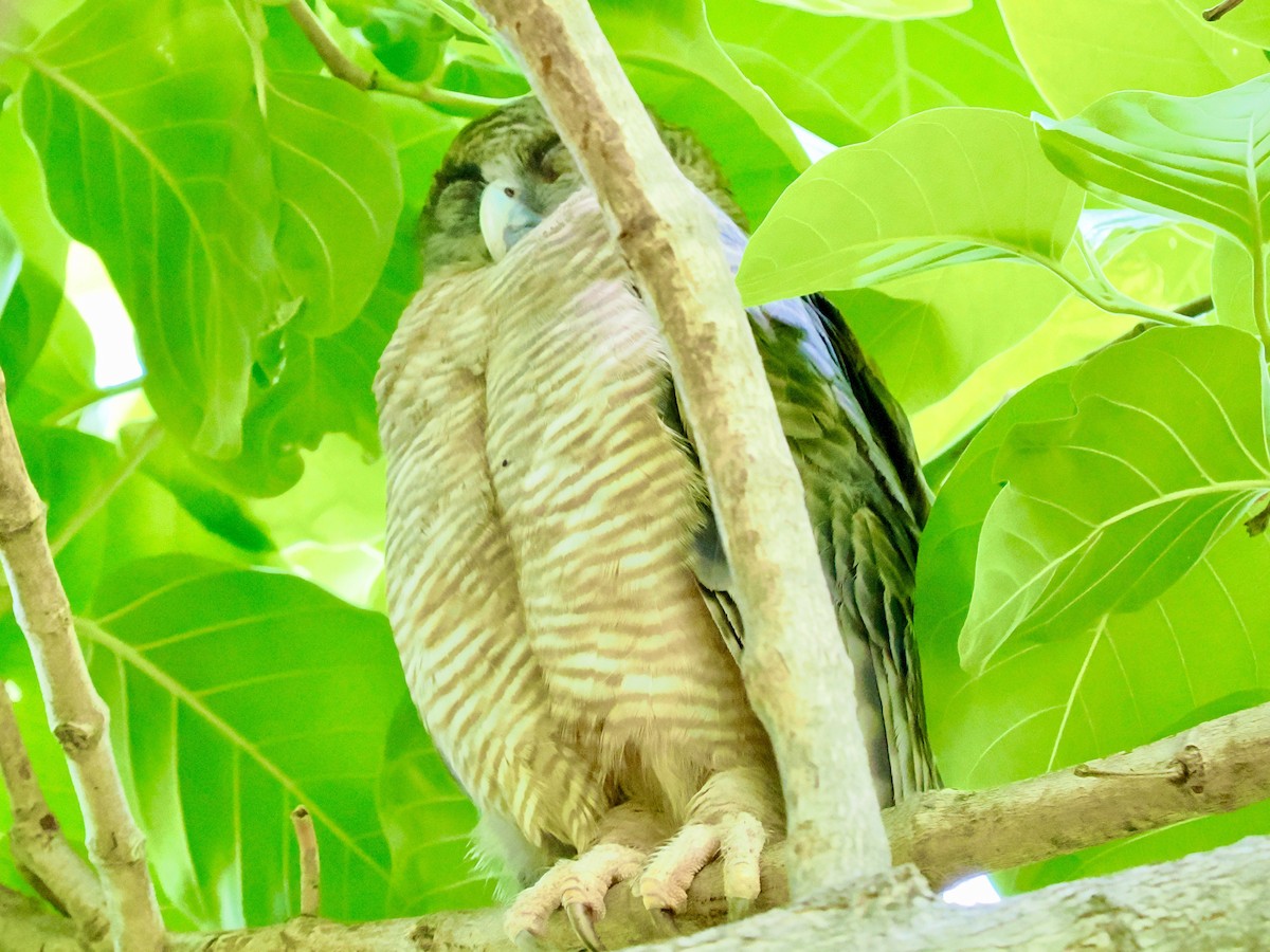 Рыжая иглоногая сова - ML645049635