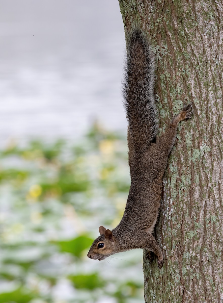 Florida Gray Squirrel - ML645049638