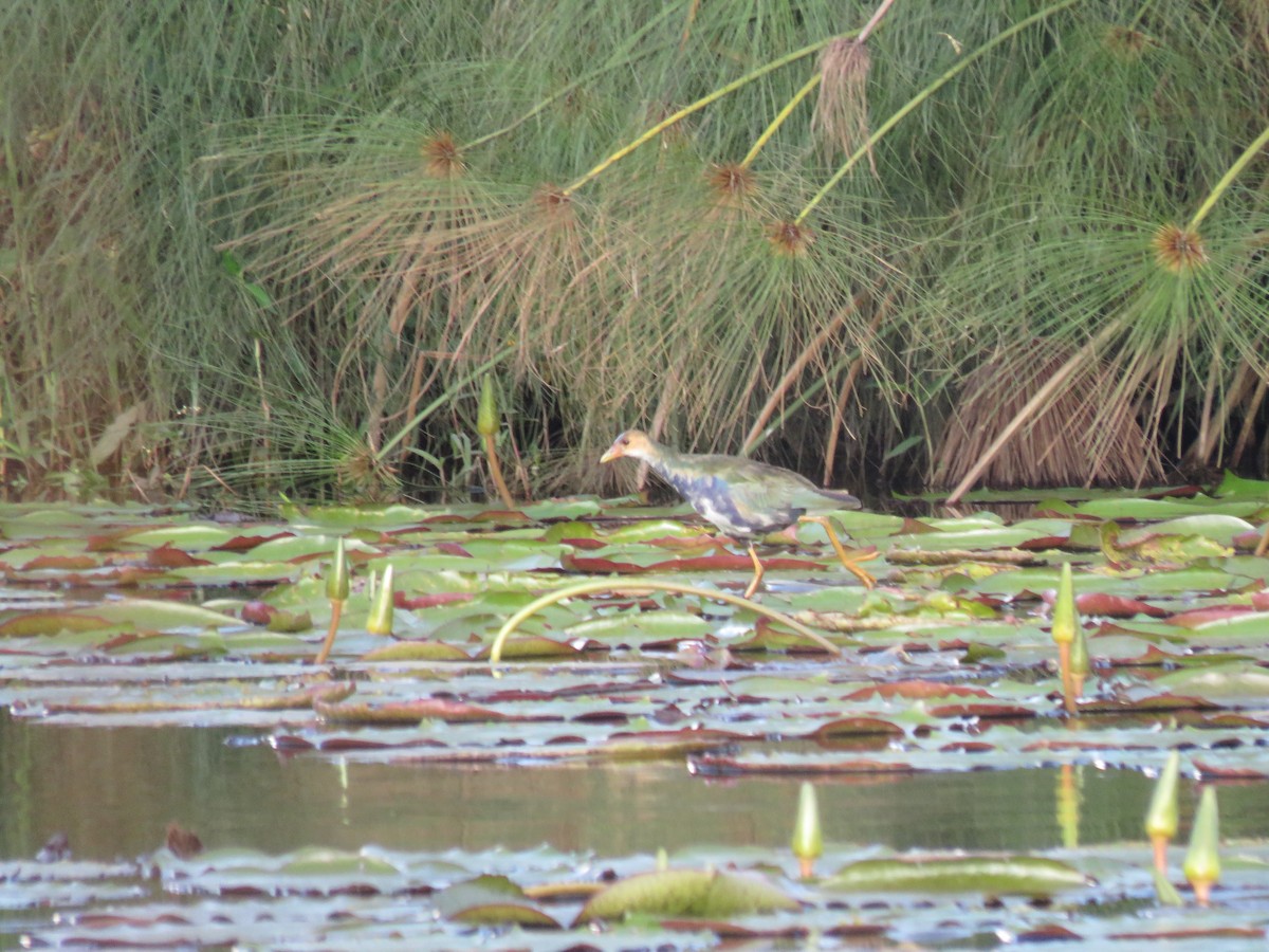 Uroilo urdin amerikarra - ML645049640