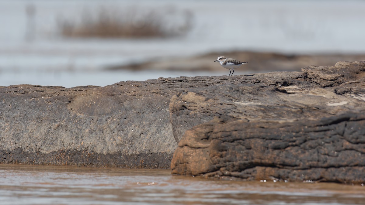 Kentish Plover - ML645049641