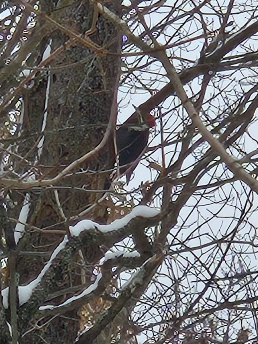 Pileated Woodpecker - ML645049642