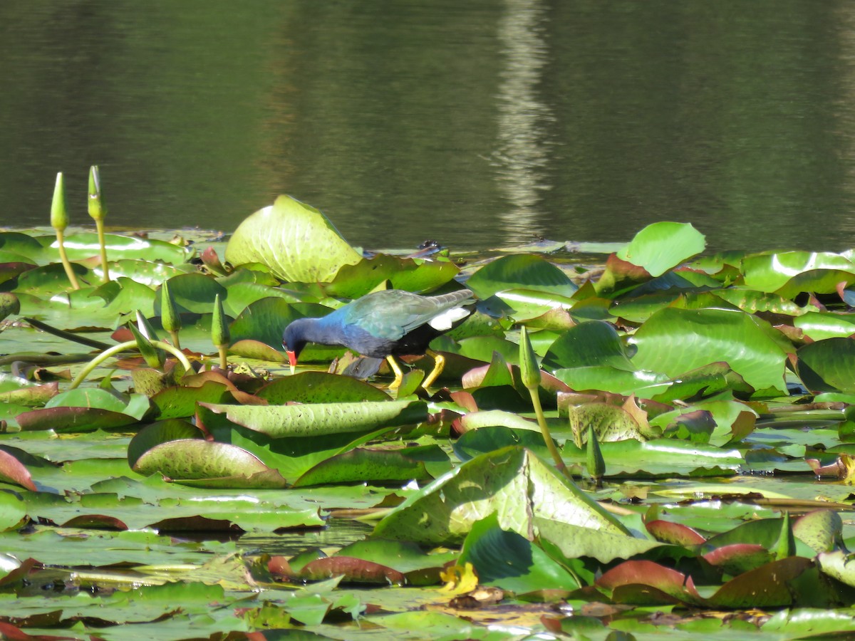 Uroilo urdin amerikarra - ML645049644