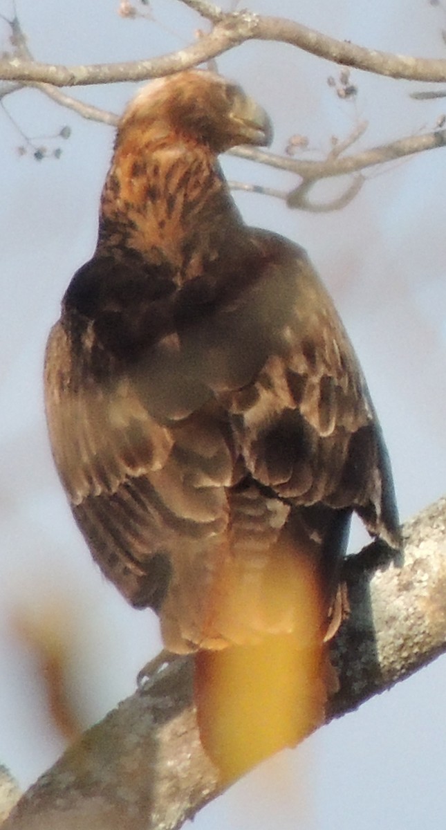 Tawny Eagle - ML645049649
