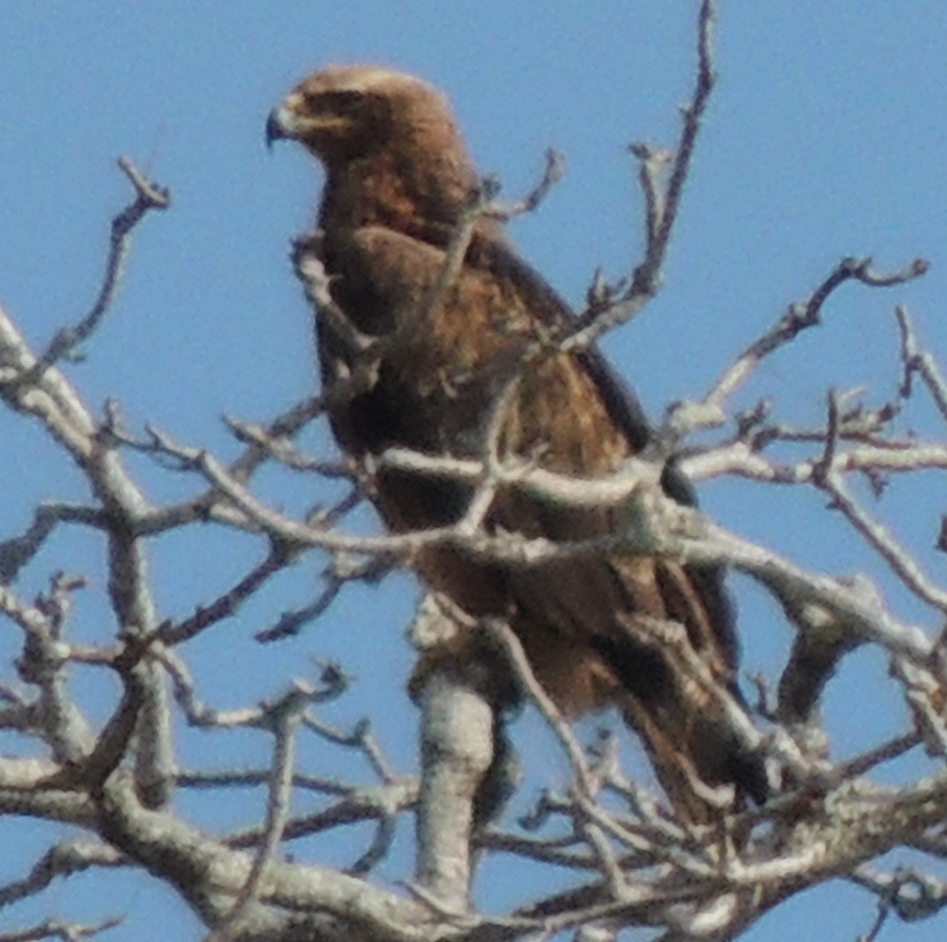 Tawny Eagle - ML645049650