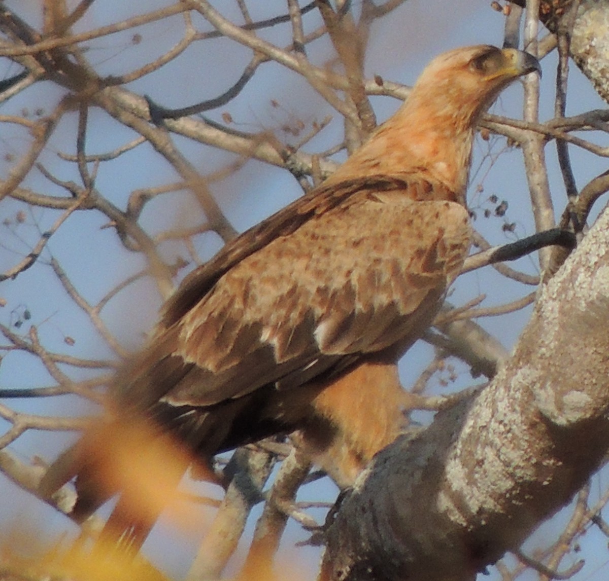 Tawny Eagle - ML645049651