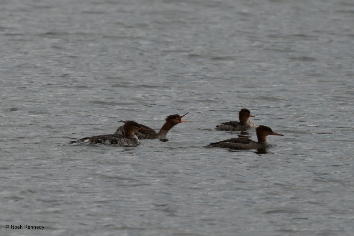 Red-breasted Merganser - ML645049682