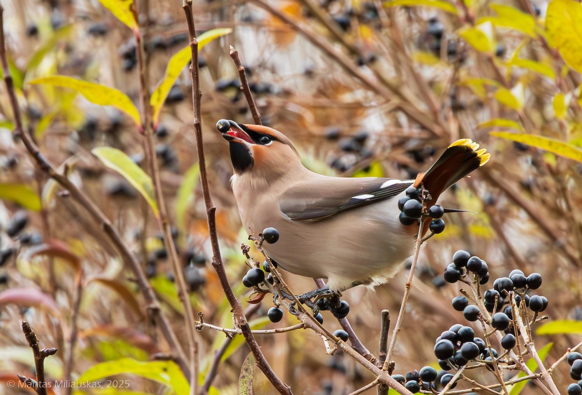 Bohemian Waxwing - ML645049683