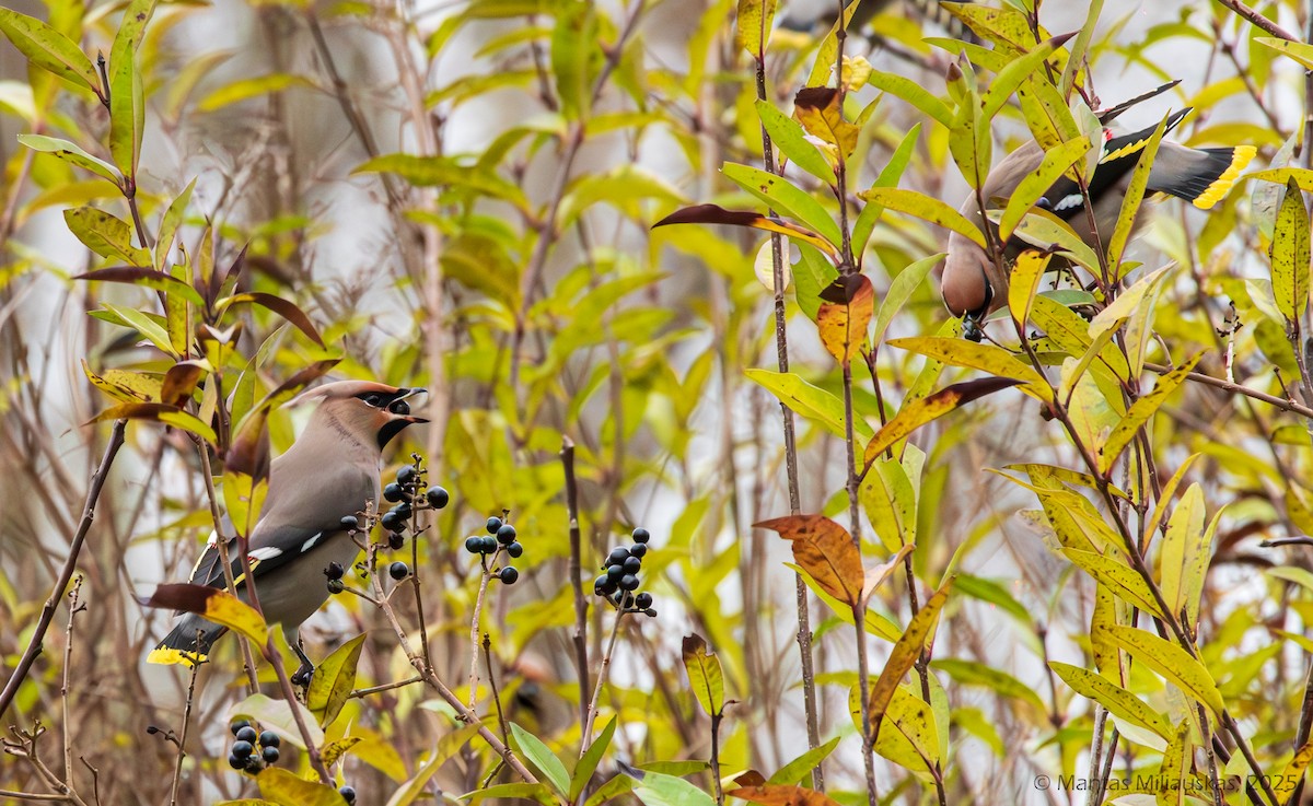 Bohemian Waxwing - ML645049684