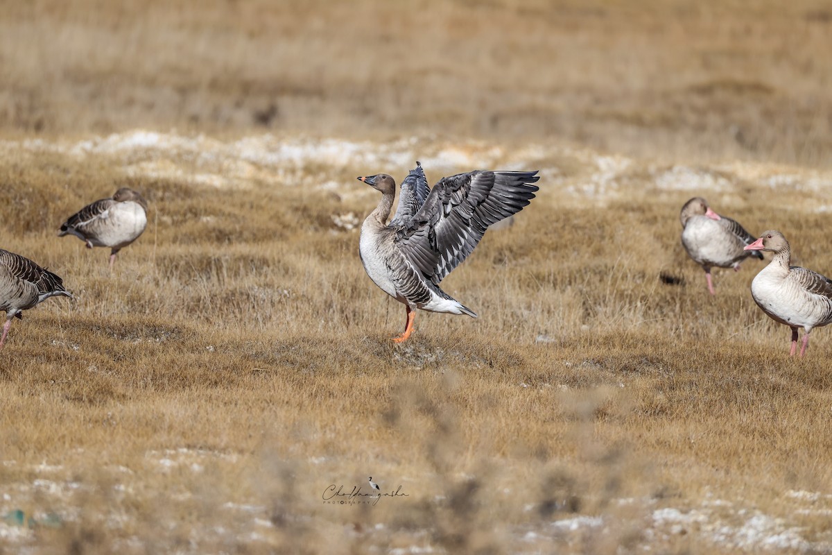 Tundra Bean-Goose - ML645049694