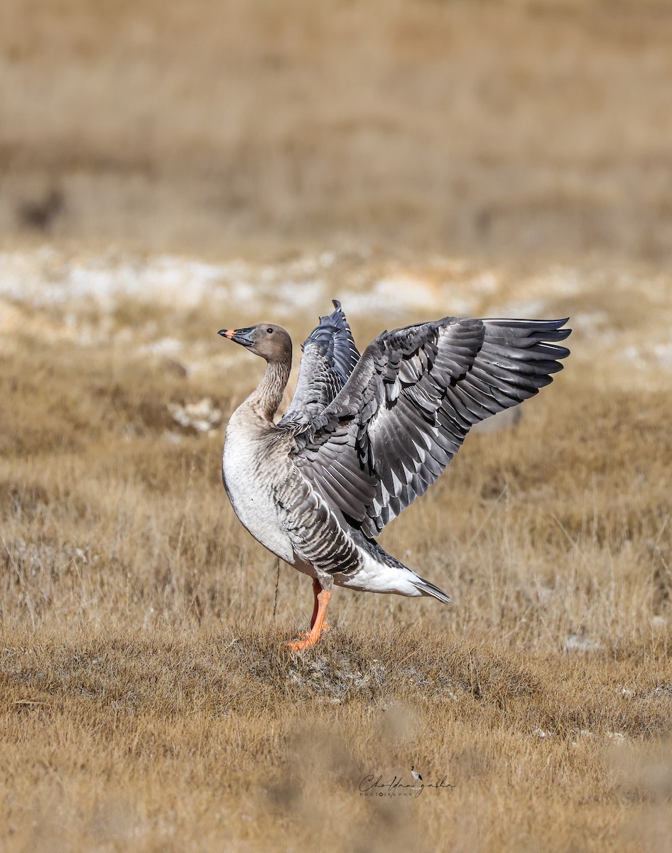 Tundra Bean-Goose - ML645049695