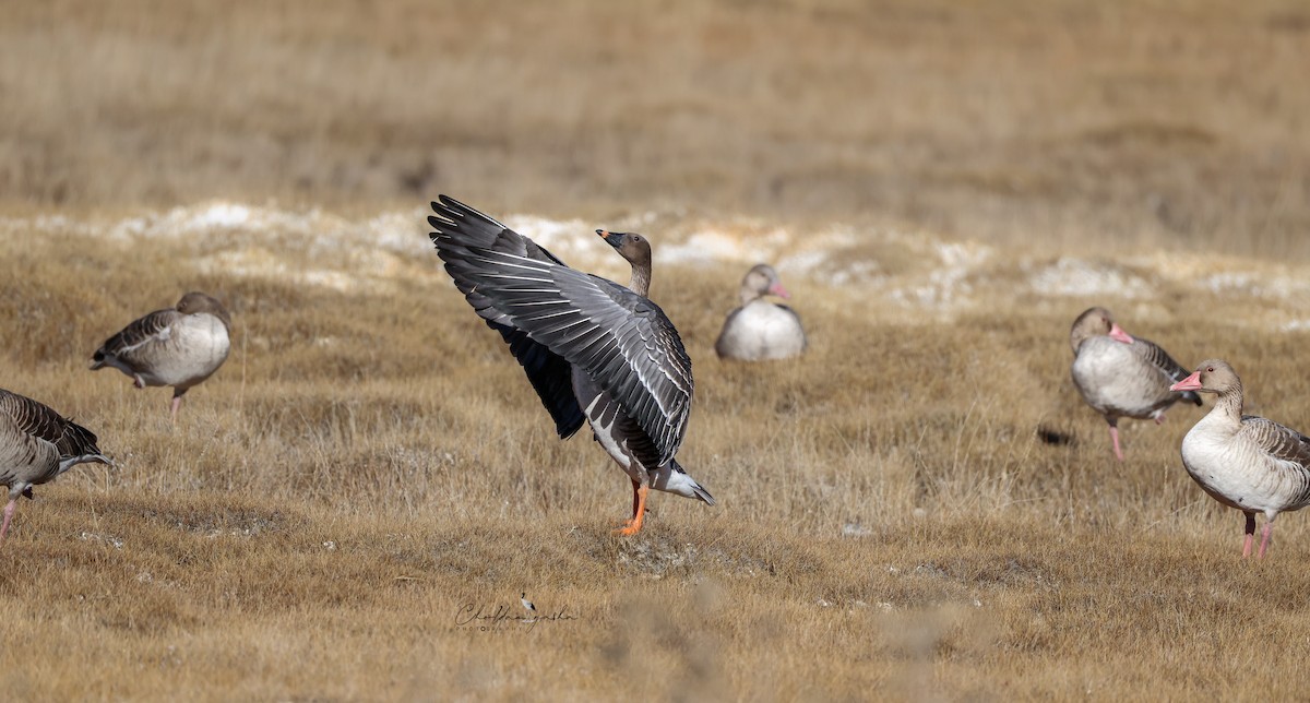 Tundra Bean-Goose - ML645049696