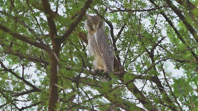 Akça Puhucuk - ML645049700