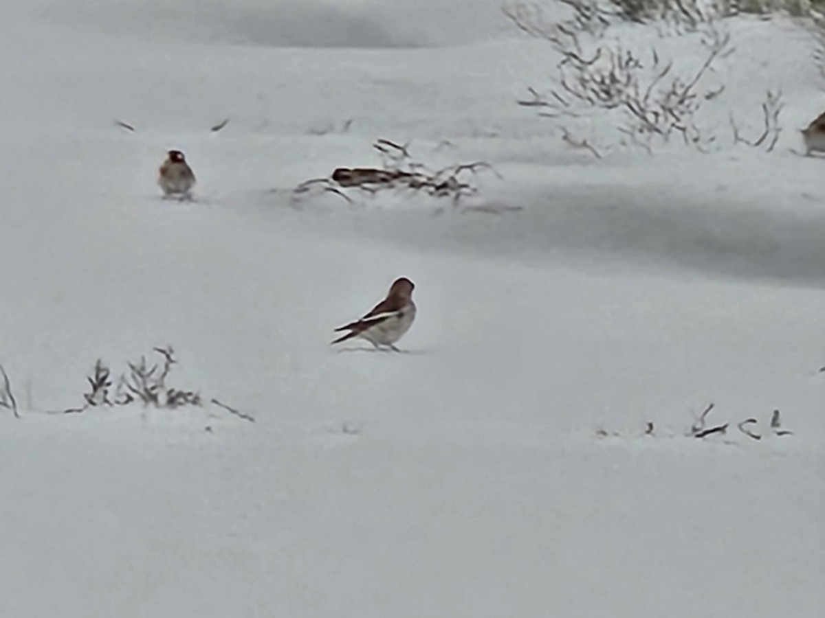 雪鵐 - ML645049708