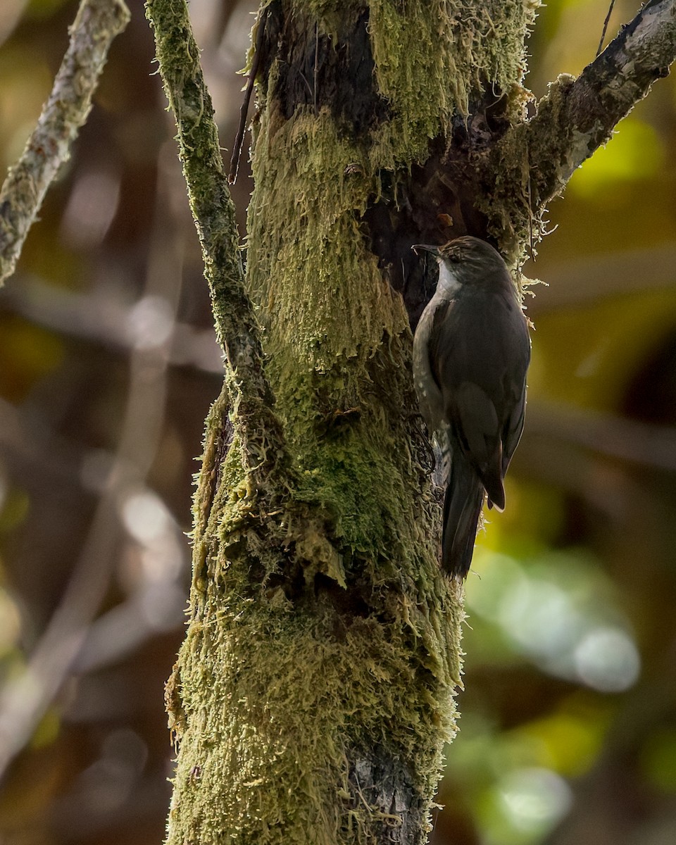 Papuan Treecreeper - ML645049719