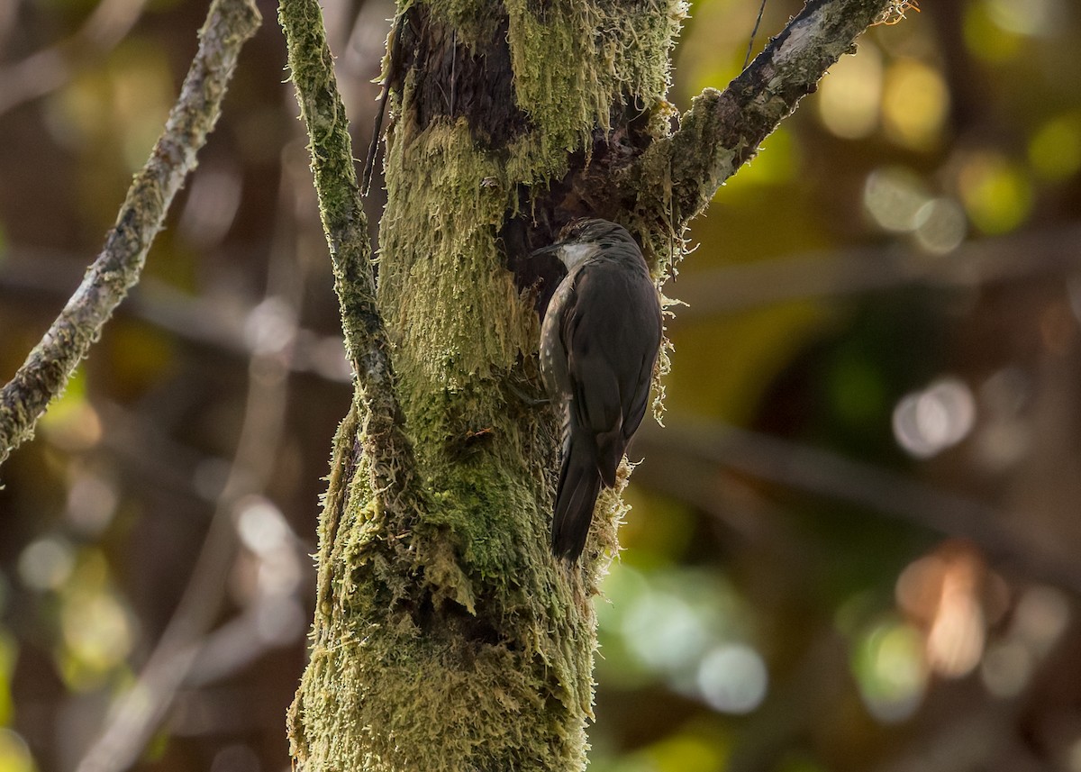 Papuan Treecreeper - ML645049720