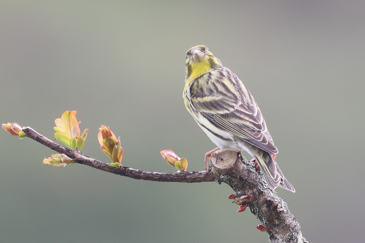 Txirriskila arrunta - ML645049726