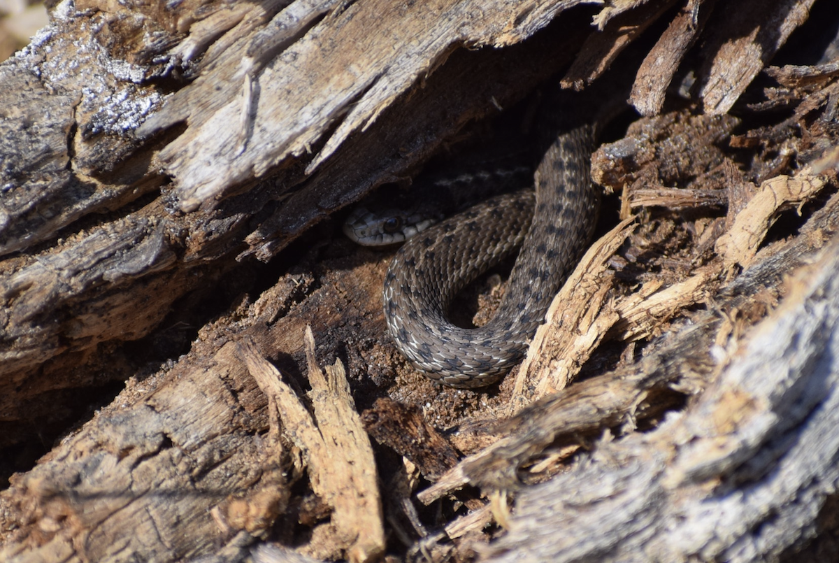 Garter Snakes - ML645049728