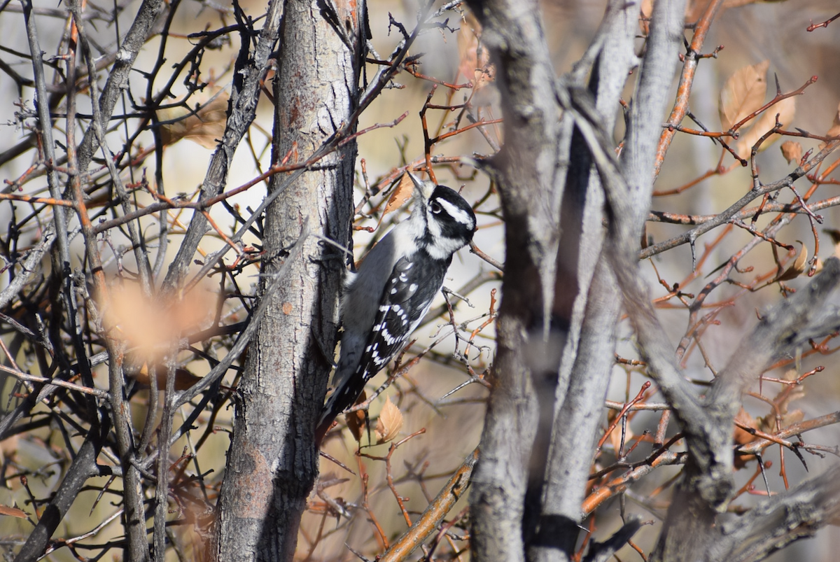Downy Woodpecker - ML645049730