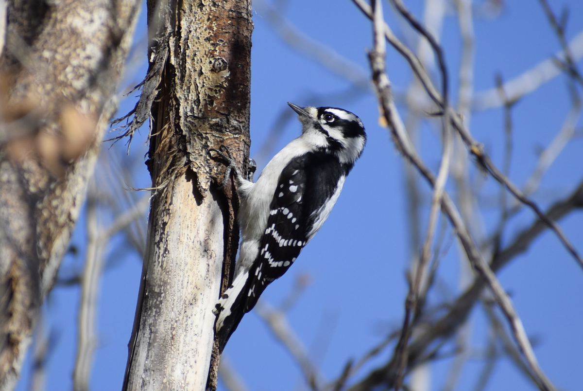 Downy Woodpecker - ML645049731