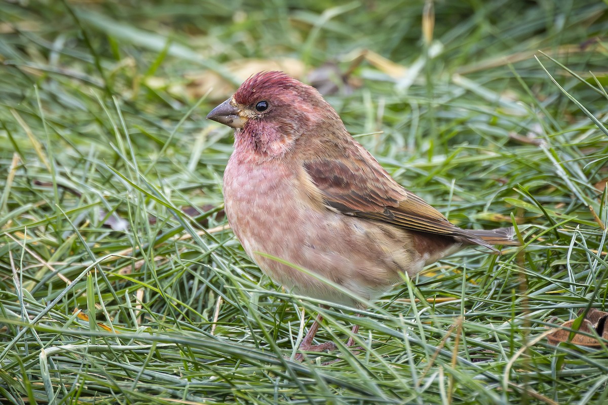 Purple Finch - ML645049736