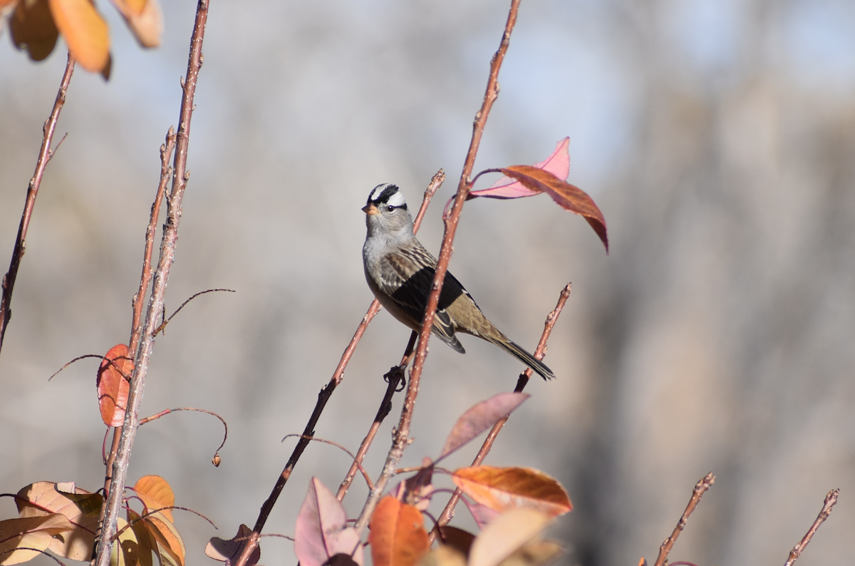 White-crowned Sparrow (Gambel's) - ML645049737
