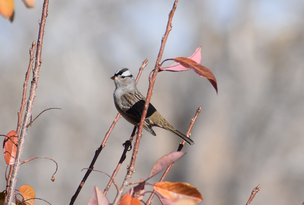 White-crowned Sparrow (Gambel's) - ML645049738