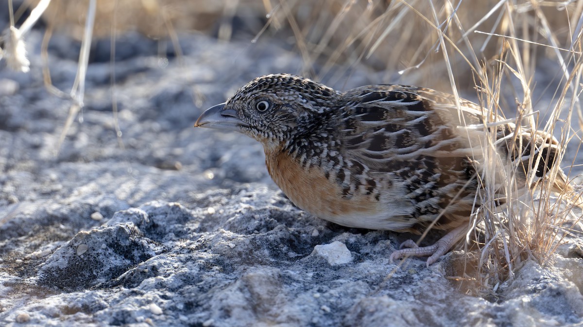 Sumba Buttonquail - ML645049741