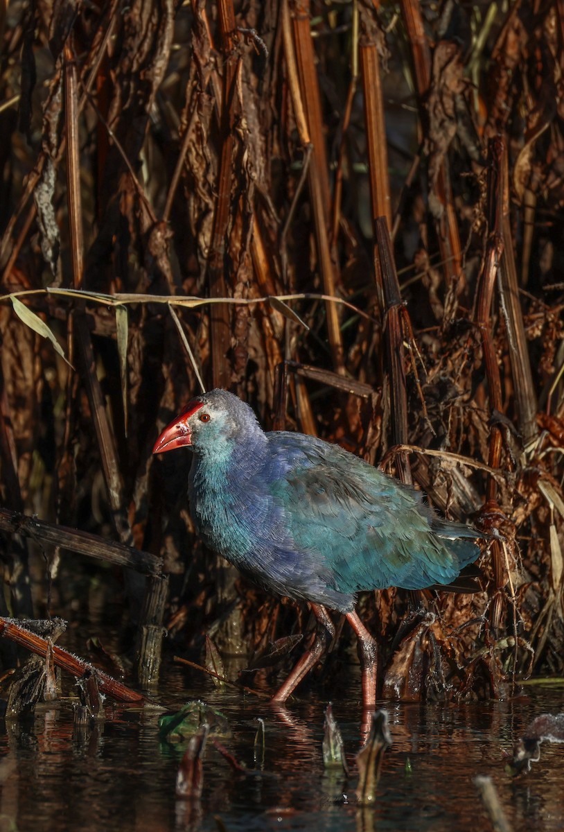 Gray-headed Swamphen - ML645049753