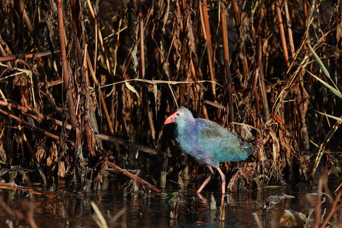 Gray-headed Swamphen - ML645049754