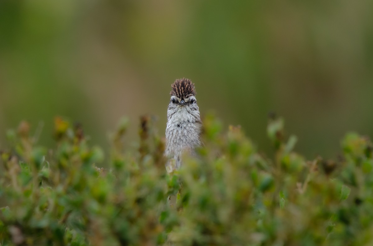 Plain-mantled Tit-Spinetail - ML645049756