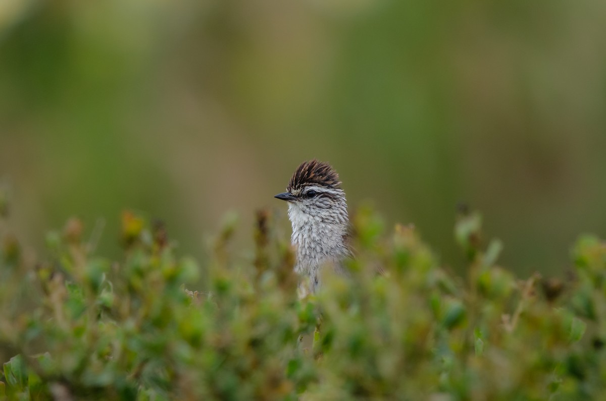 Plain-mantled Tit-Spinetail - ML645049757