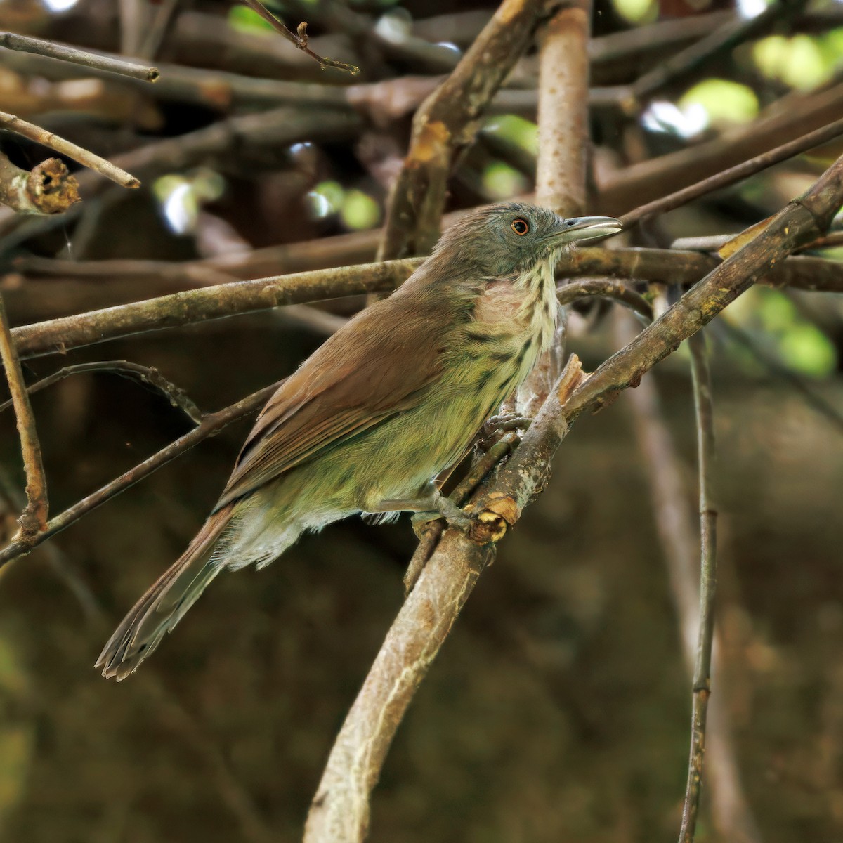 Bold-striped Tit-Babbler - ML645049758