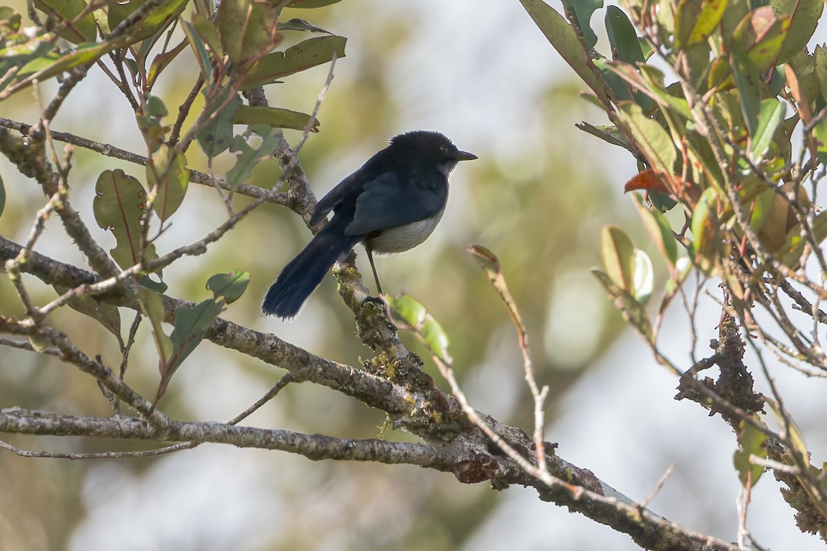 Fan-tailed Berrypecker - ML645049759