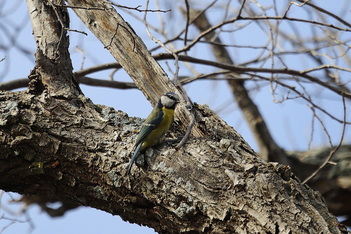 Eurasian Blue Tit - ML645049773
