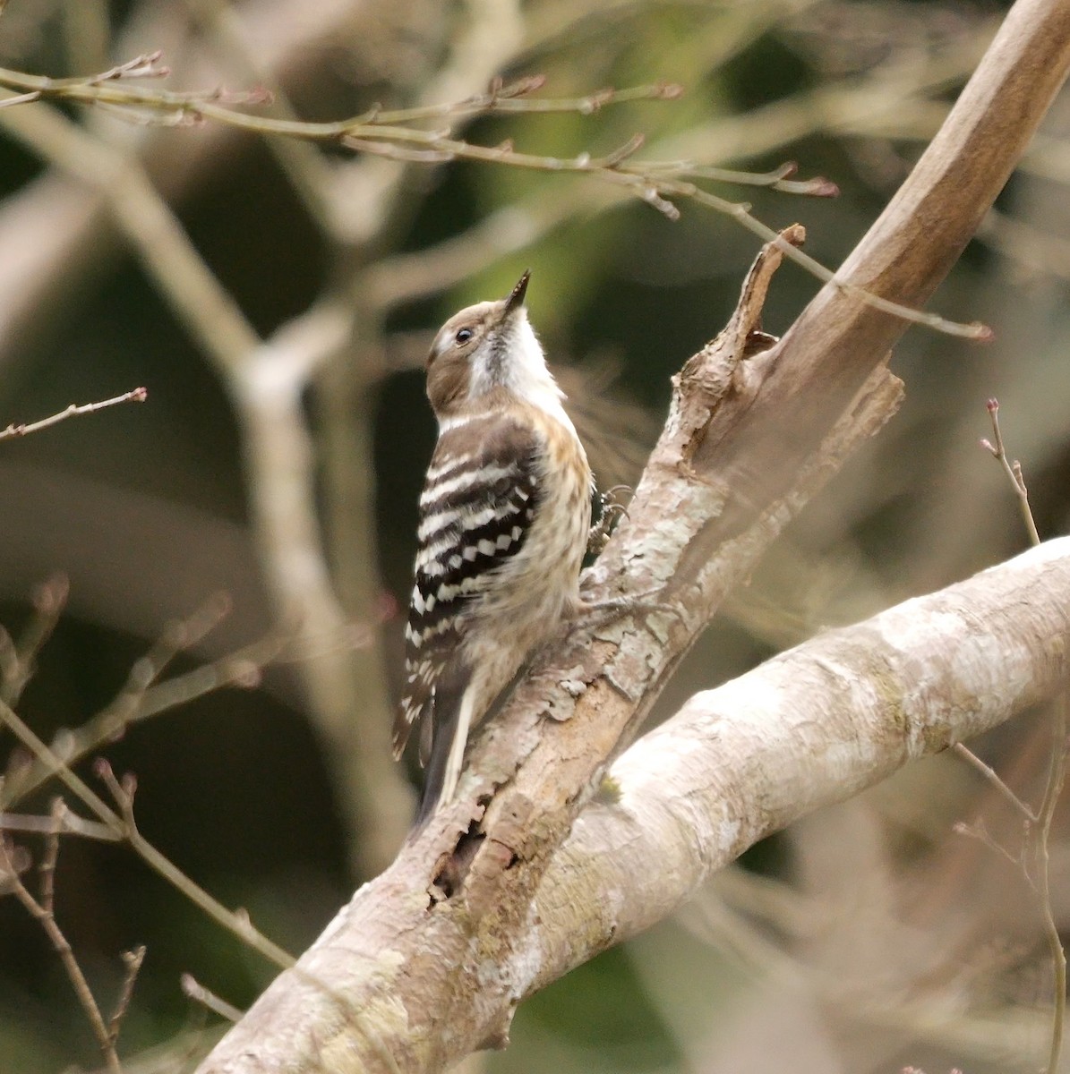 knøttspett - ML645049787