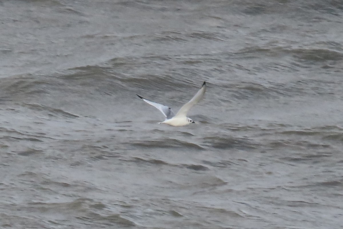 Kara Ayaklı Martı - ML645049798