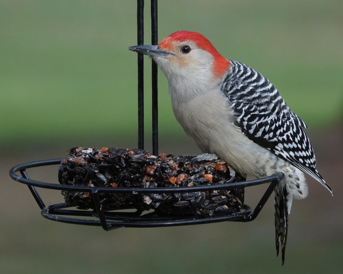 Red-bellied Woodpecker - ML645049828