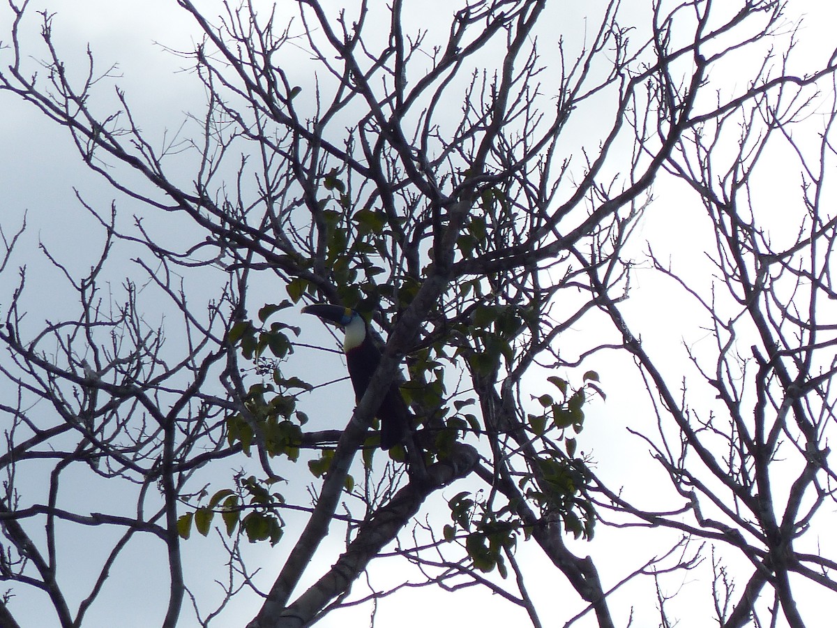 White-throated Toucan - ML645049837