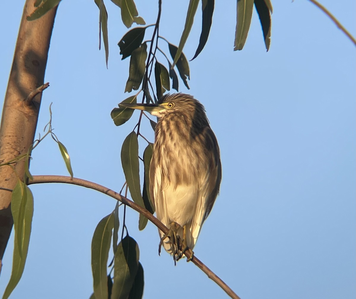 Indian Pond-Heron - ML645049895