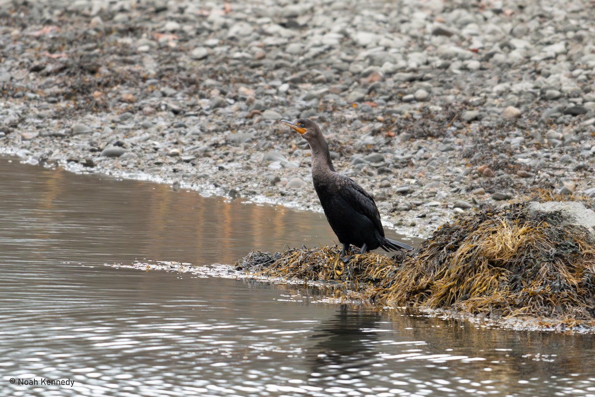 Double-crested Cormorant - ML645049897