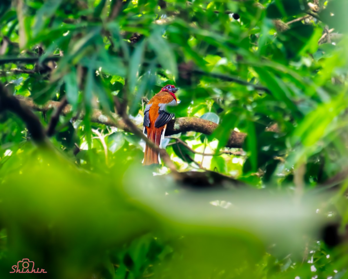 Red-headed Trogon - ML645049904